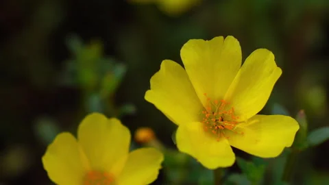 Insect on a yellow flower. 库存影片 153014814