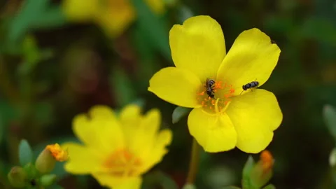 Insect on a yellow flower. Stock Footage 153014843