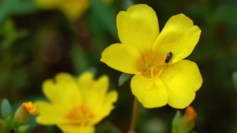 Insect on a yellow flower. Stock Footage 153015088