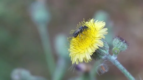 Insect on a yellow flower Видео 342095904