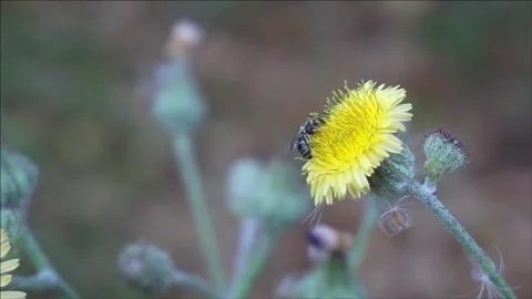 Insect on a yellow flower Video stock 342095905