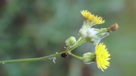Insect on a yellow flower Stock Footage 342095964