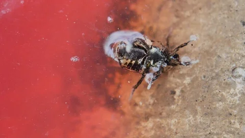 Insect zinging in water Stock Footage 116981971