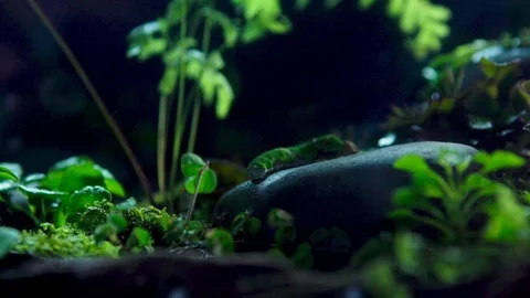 Insect01 1 Stock Footage 91926088