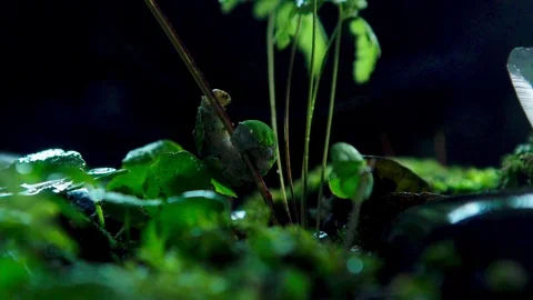 Insect02 1 Stock Footage 91926085