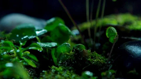 Insect03 1 Stock Footage 91926216