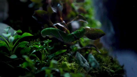 Insect04 1 Stock Footage 91926091