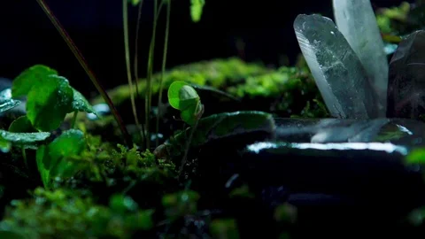 Insect05 1 Stock Footage 91926327