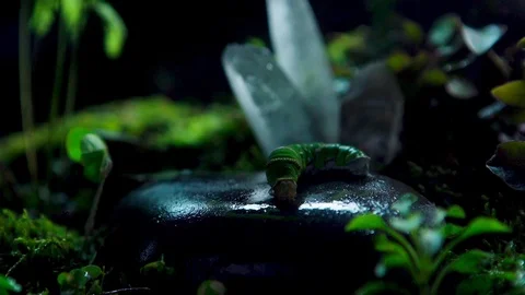 Insect06 1 Stock Footage 91926521