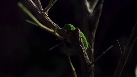 Insect07 1 Stock Footage 91926410