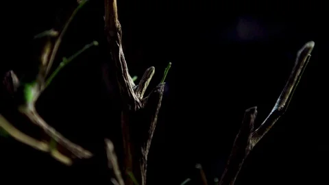 Insect08 1 Stock Footage 91926487