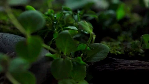 Insect09 1 Stock Footage 91926594