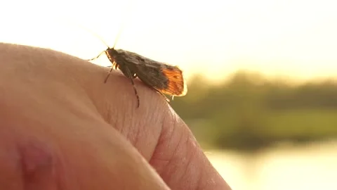 Insect1 Stock Footage 134006671