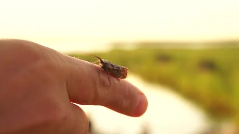 Insect2 Stock Footage 134007131