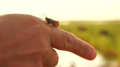 Insect3 Stock Footage 134007056