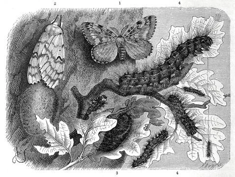 (Insecta) Sponge moth is a butterfly, moth from the subfamily of the gypsy moths Stock Illustration