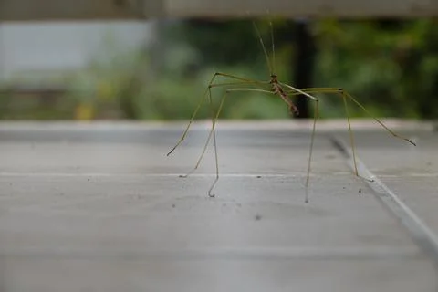 Insecte Bacteria ferula Foto stock