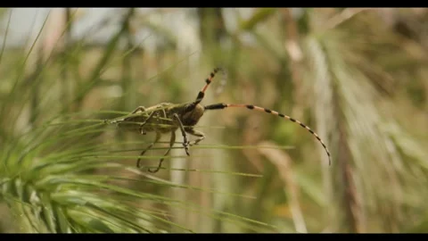 Insecte Stock Footage 281927272