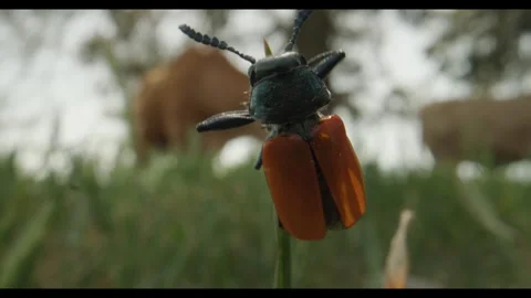 Insecte Stock Footage 281927450