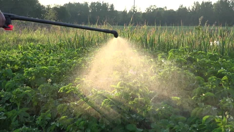 Insecticidal Soap Spray in the field Stock Footage 239605695