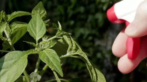 Insecticide Video stock 11101226