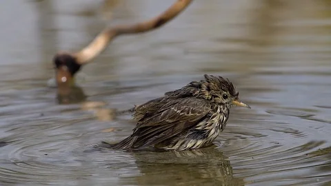 Insectivore bird in the bath Stock Footage 112352030