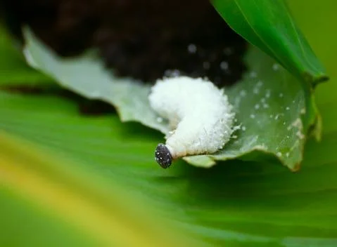 Insect/objects Stock Photos