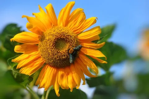 Insect/objects Stock Photos