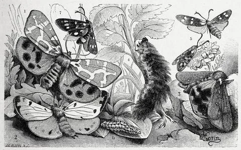 Insects 1 2 3 4 garden tiger moth Amata phegea Arctia caja butterfly moth from Stock Illustration