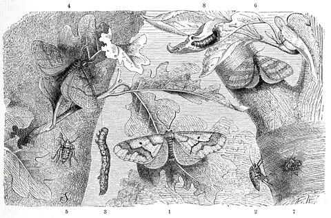 Insects 1 3 mottled umbers Erannis defoliaria is a species of the moth Stock Illustration