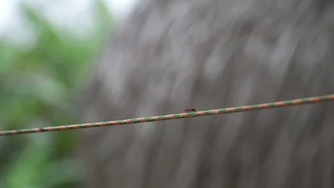 Insects 1 스톡 동영상 128574653