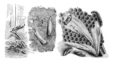 Insects 1 grain moth Tinea granella together with caterpillars 2 caterpillar of Stock Illustration