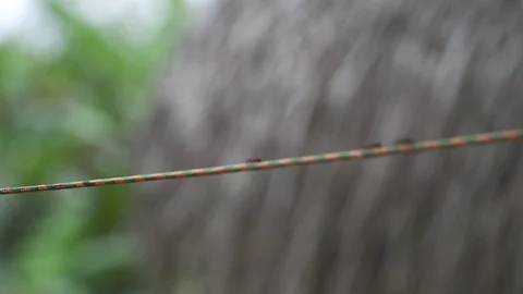 Insects 2 스톡 동영상 128574663