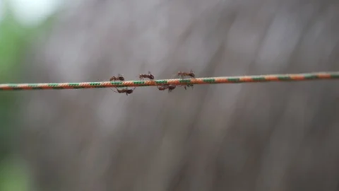 Insects 3 스톡 동영상 128574659