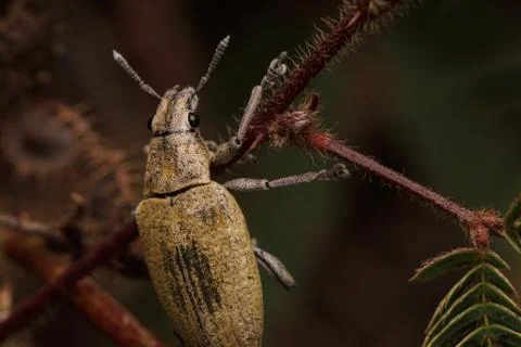 Insects 4412 Stock Photos