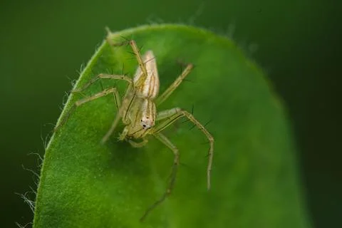 Insects 5093 Stock Photos