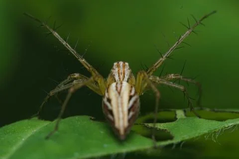 Insects 5096 Stock Photos