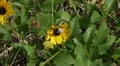 Insects _ Rattlebox Moth Pollinates in Slow Motion Video HD