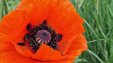 Insects actively collect pollen in a red poppy flower, close-up Video stock 336339880
