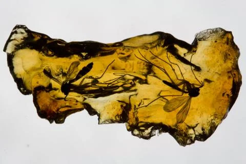 Insects in Amber Stock Photos