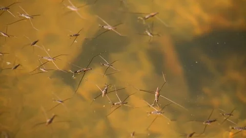 Insects and animals Stock Footage 341742824