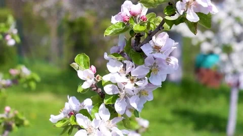Insects and bees pollinate flowers on a tree Stock Footage 239066403