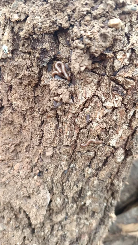 Insects and bugs in old log tree Video stock 291675748