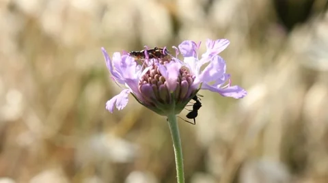 Insects and flower Stock Footage 20477058