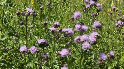 Insects and flowers in a single connection Stock Footage 115125903