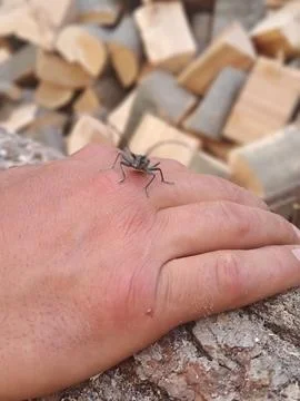 Insects and Humans Stock Photos
