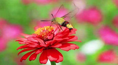 Insects and nature Video stock 38834963