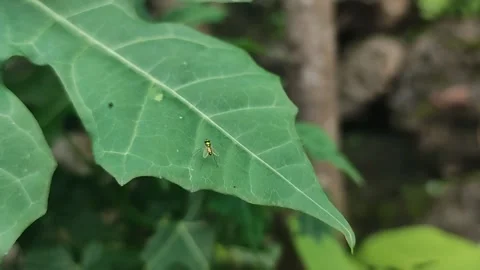 Insects and nature Video stock 220828884