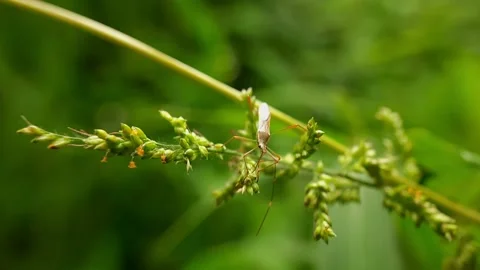 Insects and pests on leaf grass 스톡 동영상 219441730