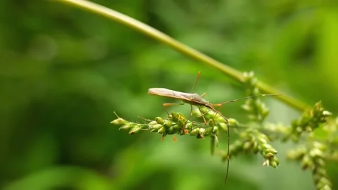 Insects and pests on leaf grass 스톡 동영상 219442417